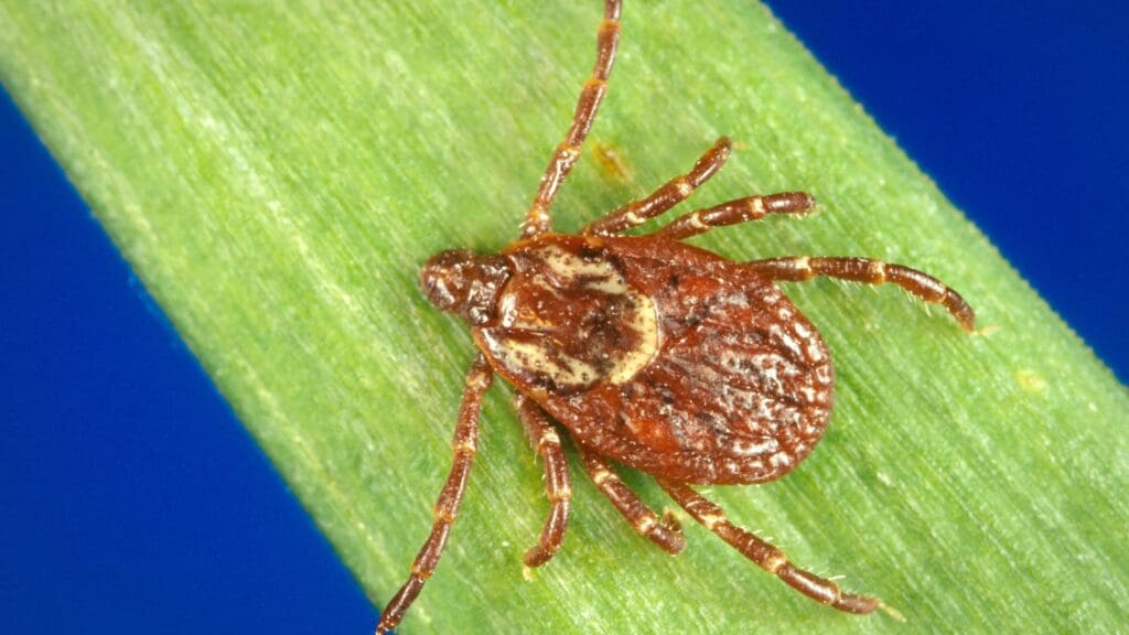 american dog tick