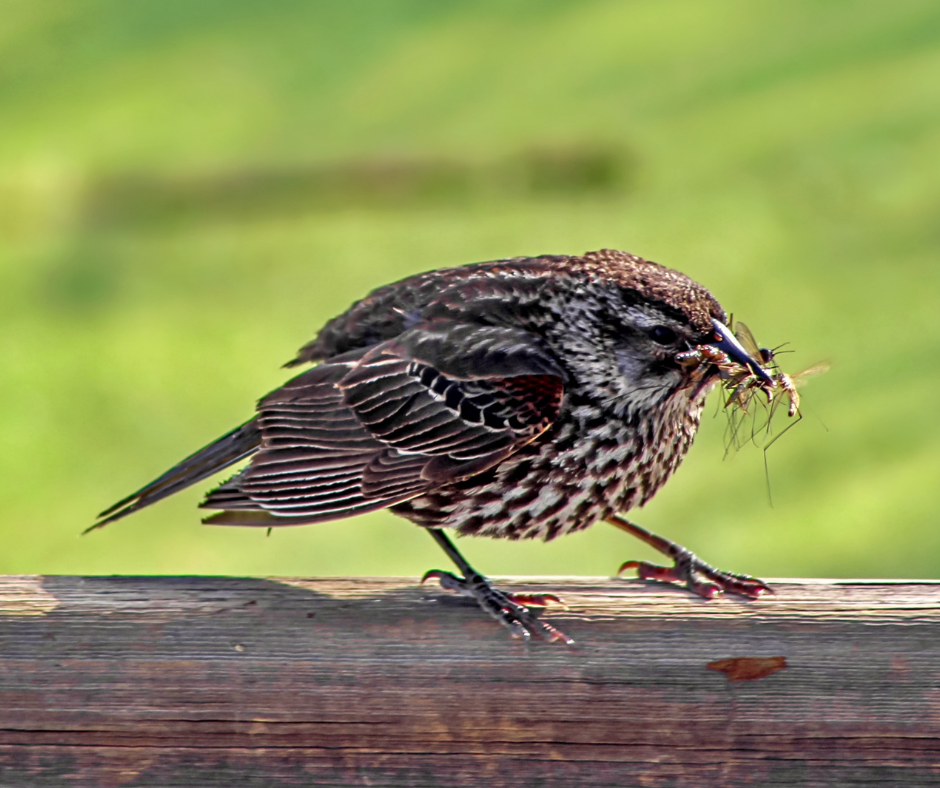 bird eating mosquito 