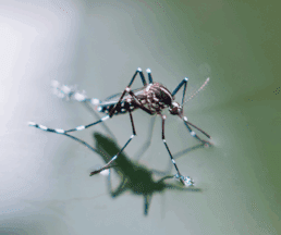 how long do mosquitoes live