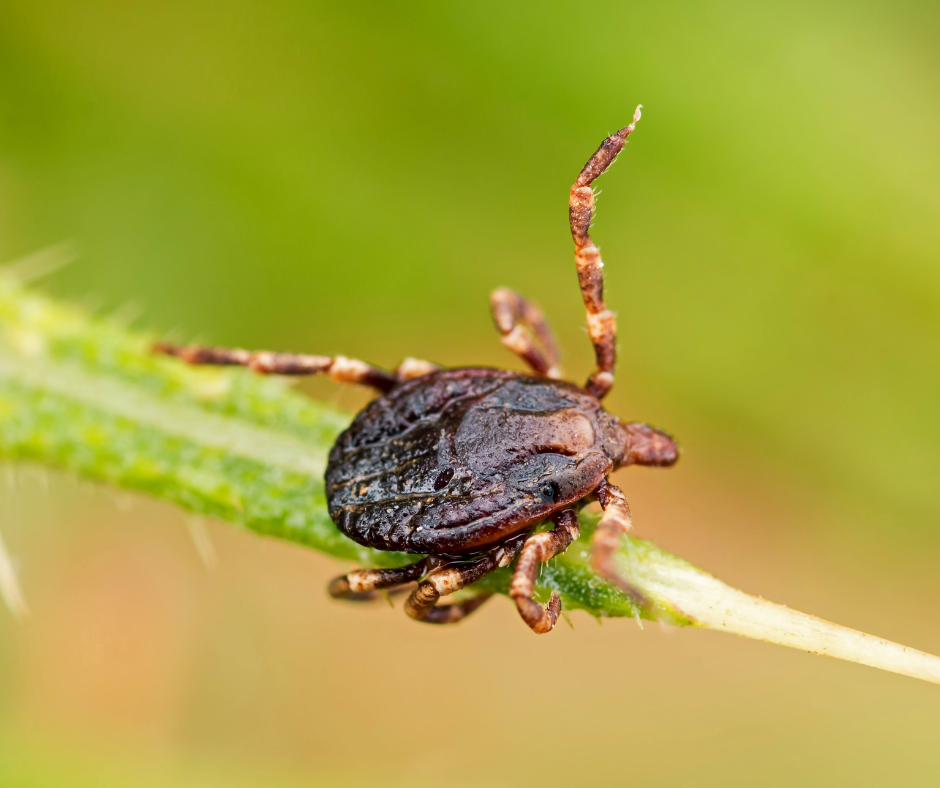 climate change and ticks