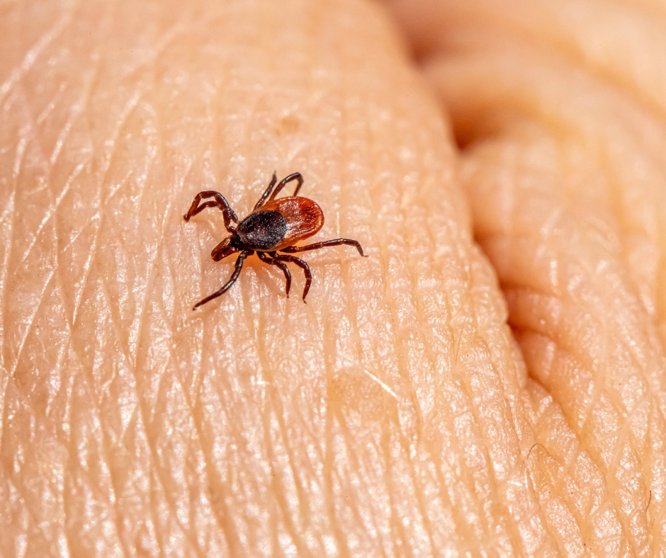 climate change and ticks