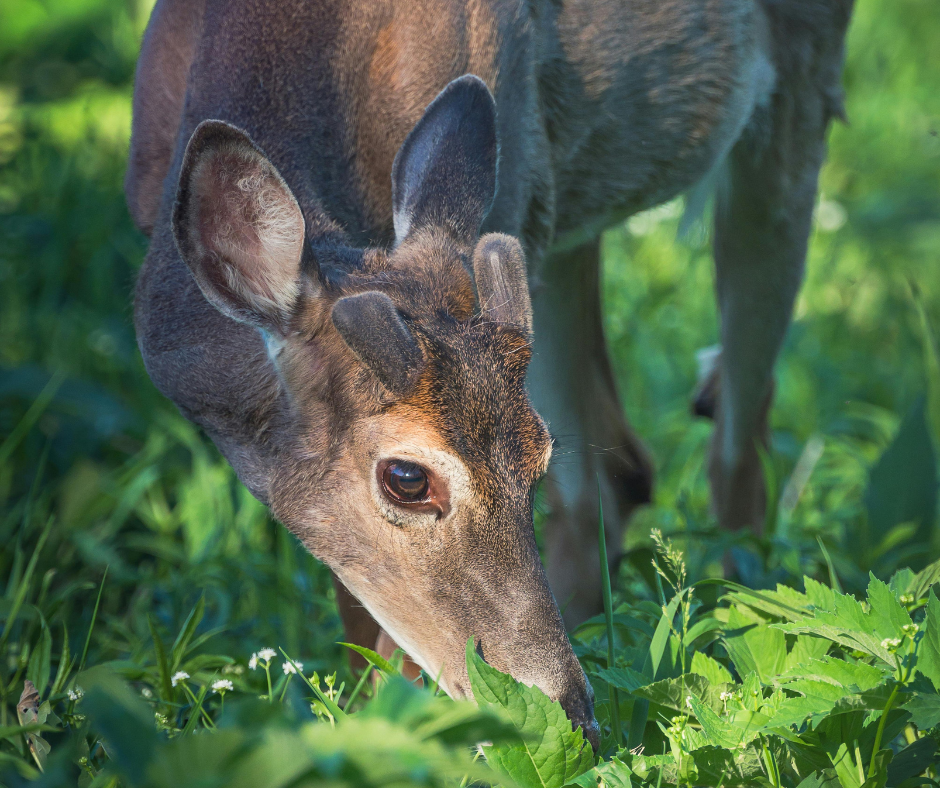 whitetail deer with small antlers eating