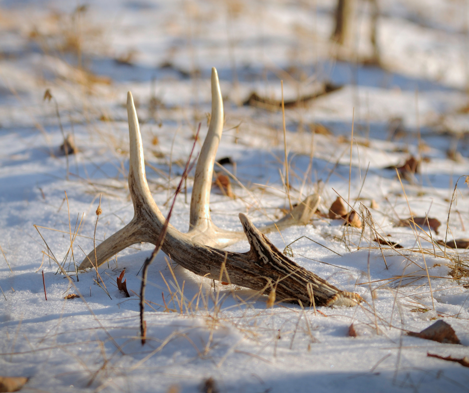 deer antler shed in the snow during winter
