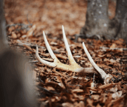 when do whitetail deer shed their antlers