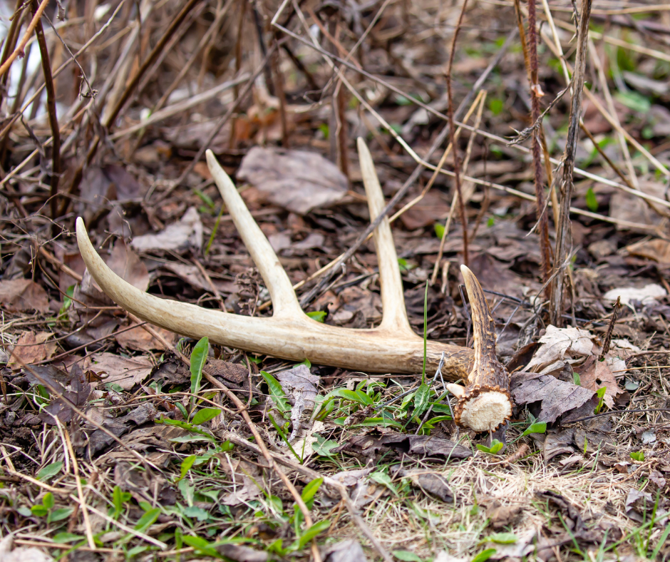 when do whitetail deer shed their antlers