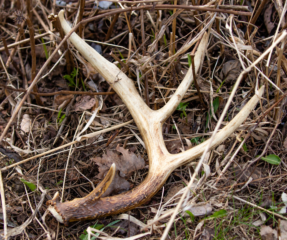 when do deer shed their antlers, whitetail deer antler shed on the ground