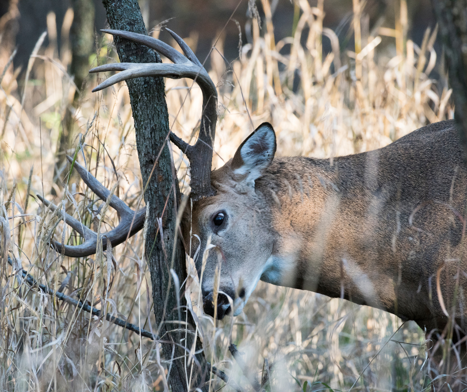 deer rubbing antlers on tree bark 