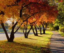 ticks in the fall fall foliage