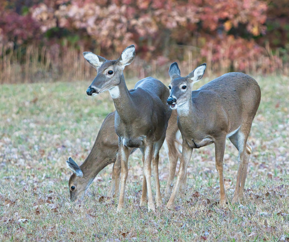 group of whitetail deer eating together in a field during fall 