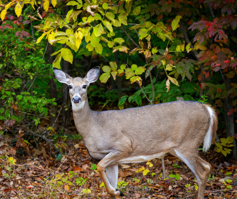 whitetail doe on alert in woods during fall 