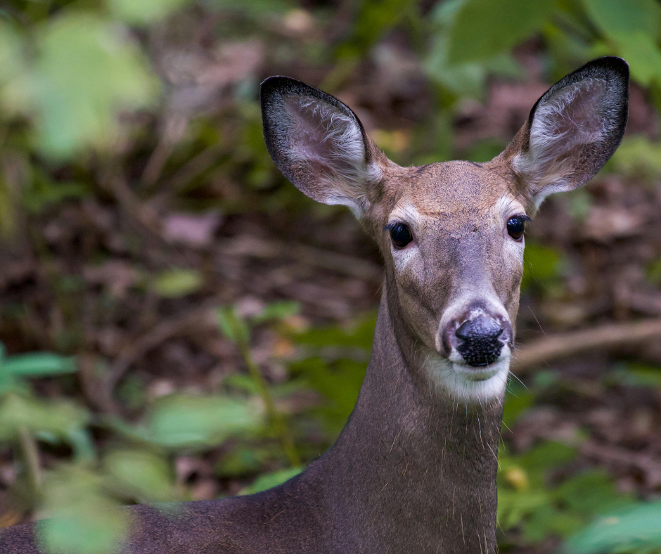 whitetail deer in woods, doe  