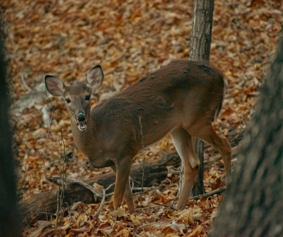 how do deer communicate, deer in fall, deer mouth open