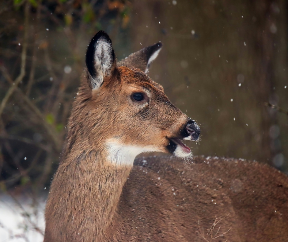 how do deer communicate, whitetail deer in snow
