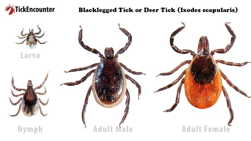 larva tick, nymph tick, adult tick, tick life cycle, tick life stages graphic, blacklegged tick, deer tick