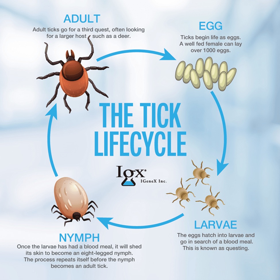 tick life cycle