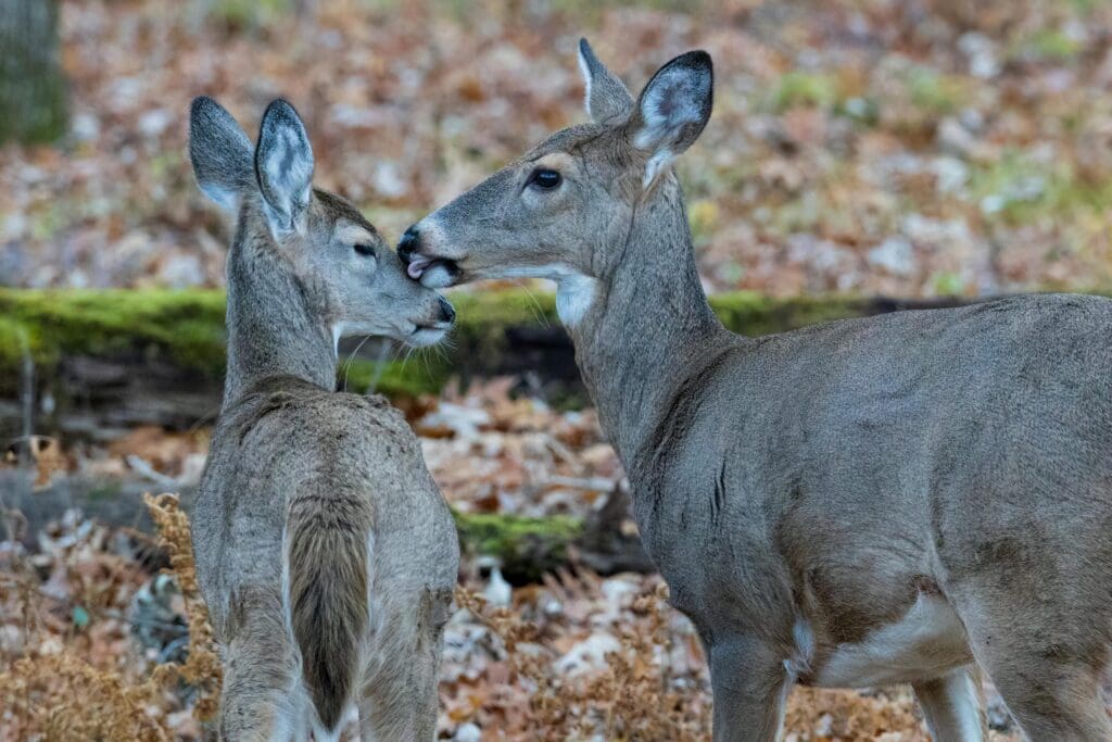 whitetail deer grooming each other 