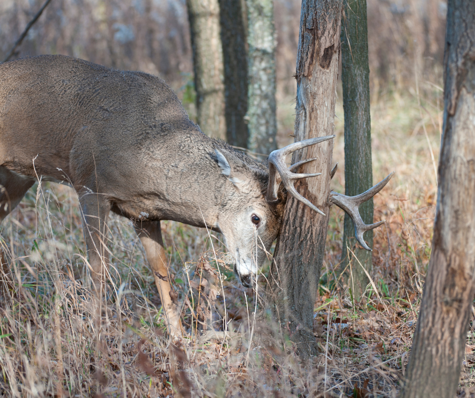 deer rubbing antlers on tree, antler rub, rut 