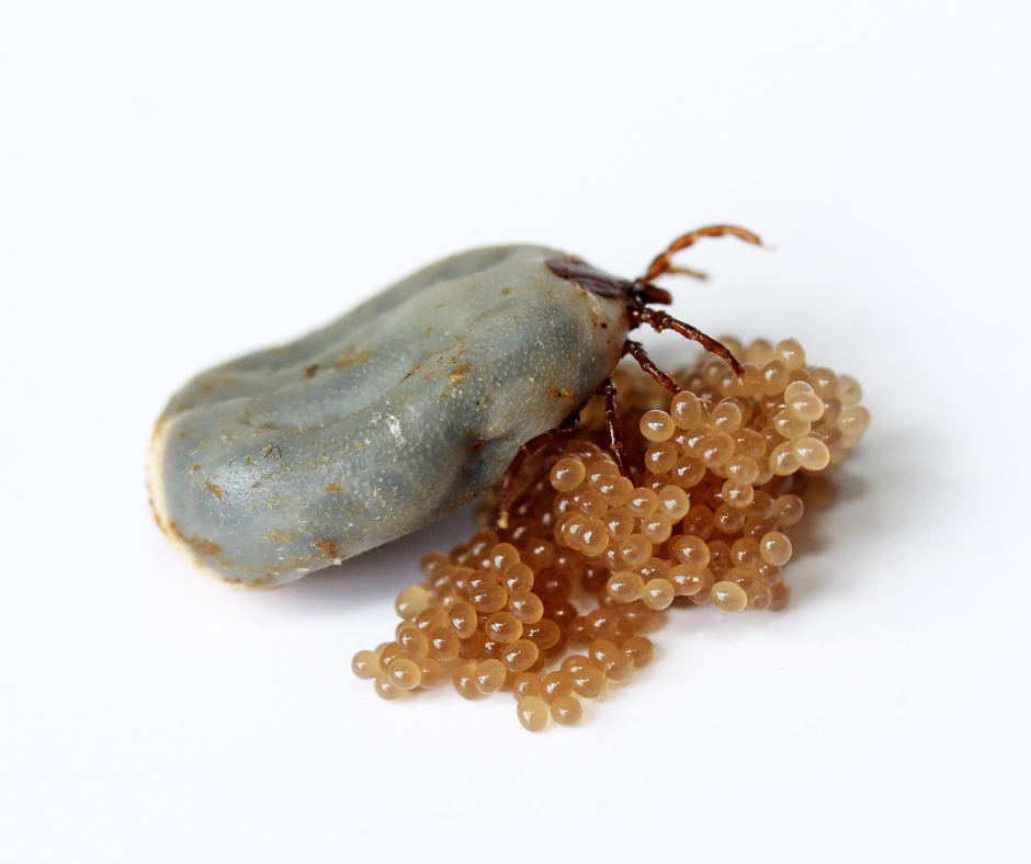 tick eggs, tick nest