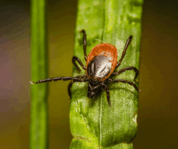 tick life cycle, tick questing