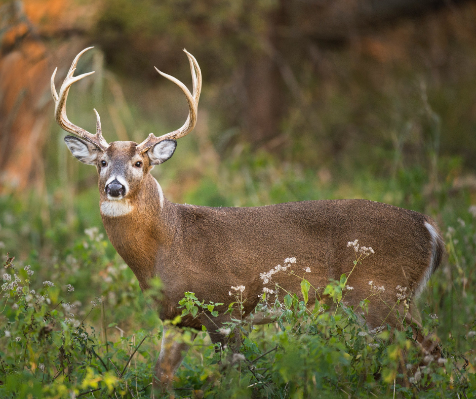 big whitetail deer buck high quality 