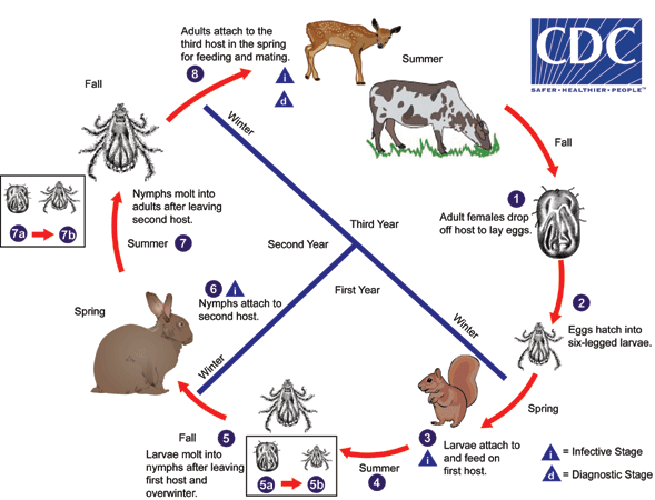 tick life cycle, wildlife tick hosts, CDC graphic