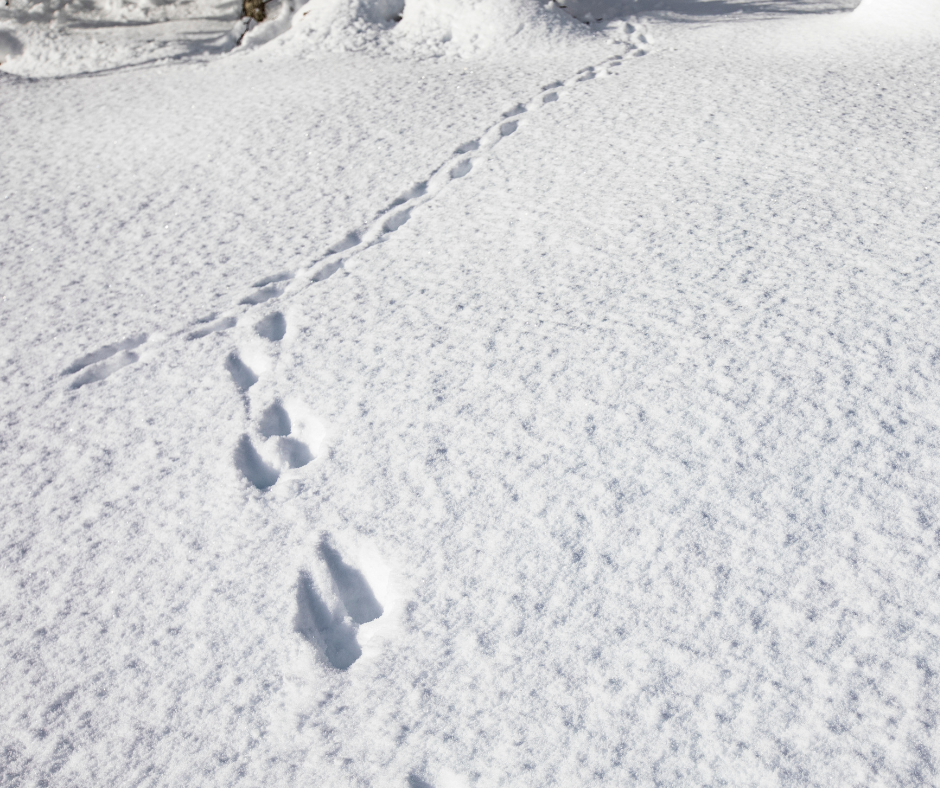 whitetail deer tracks in snow 