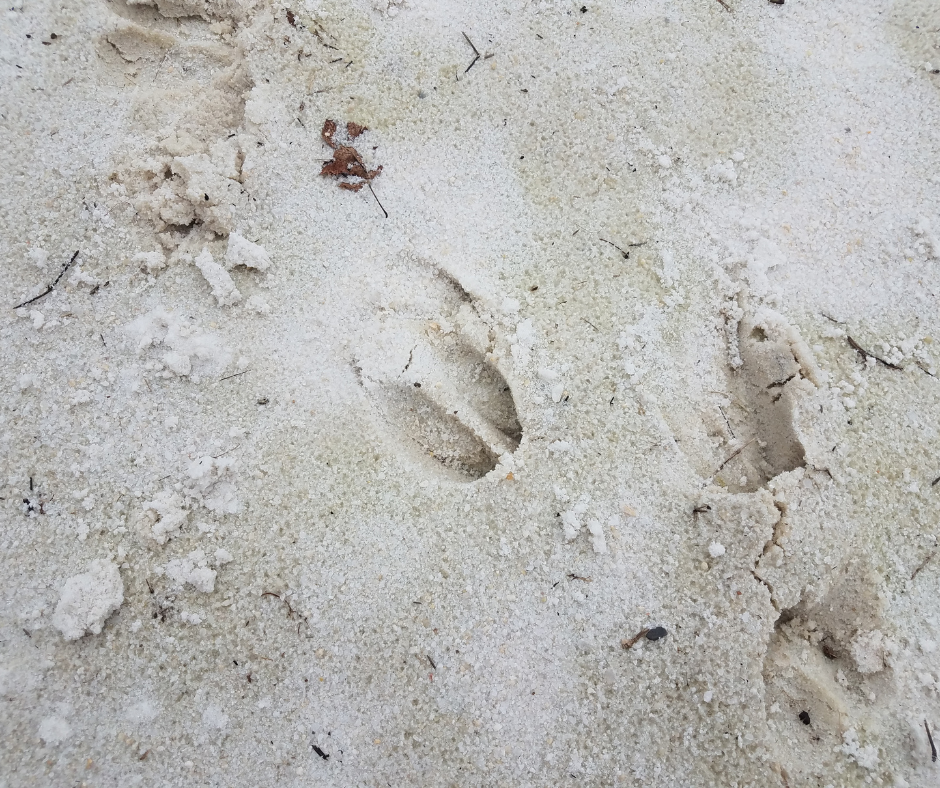 whitetail deer tracks in sand 