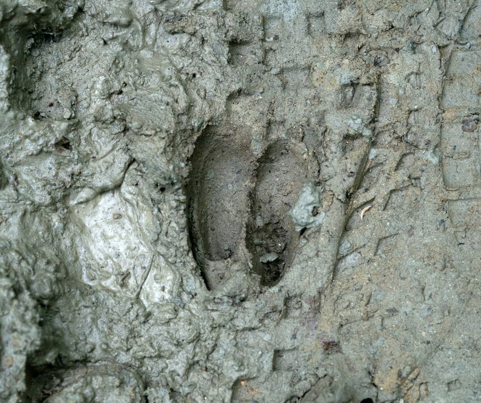 whitetail deer track in mud 