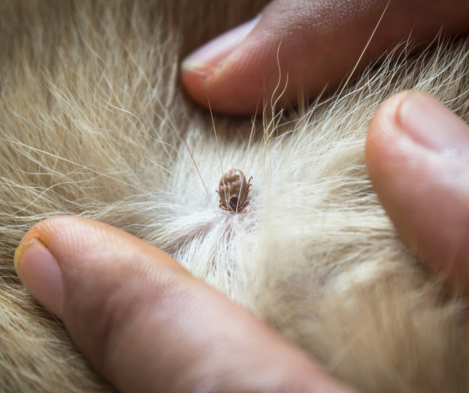 tick found in dogs fur