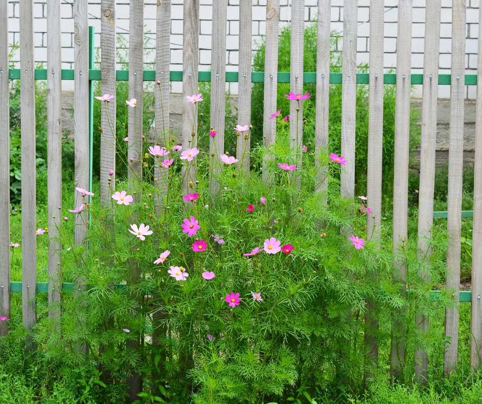 fence to protect flowers from deer feeding