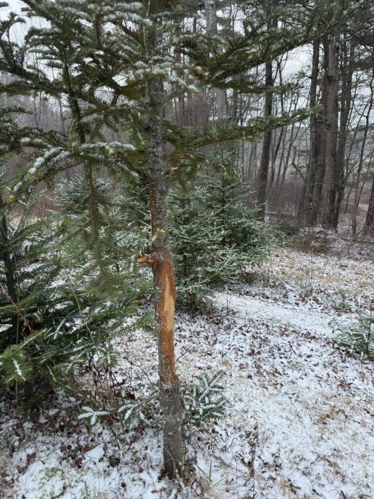 deer antler rub on tree 