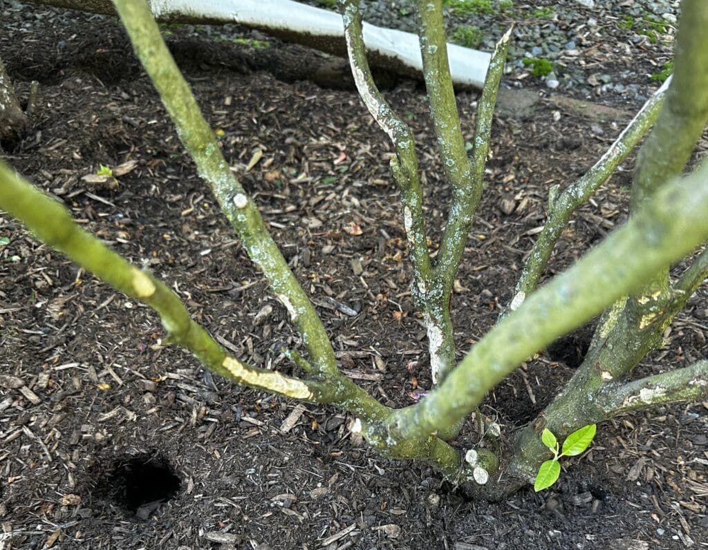 rabbit feeding on plant stripped bark 