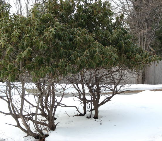 Rhododendron eaten by deer signs of deer damage in yard 