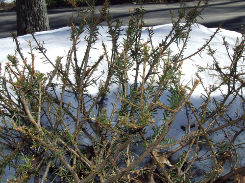 signs of deer damage in yard yews eaten by deer