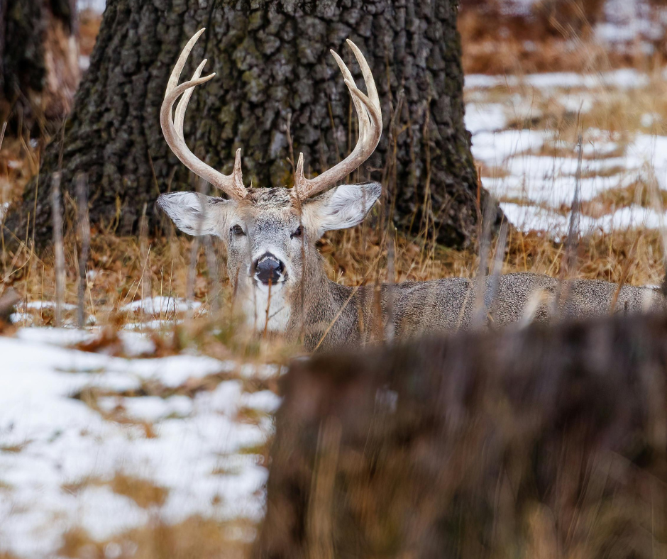 whitetail deer buck laying down in snow in deer bed 