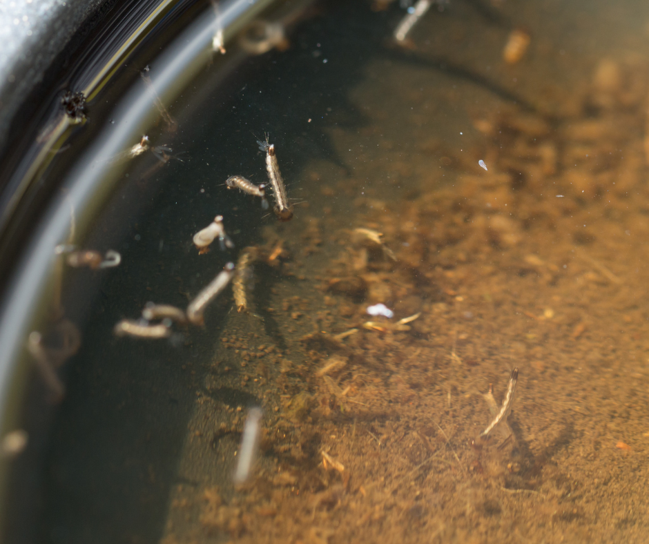 mosquito larvae in water
