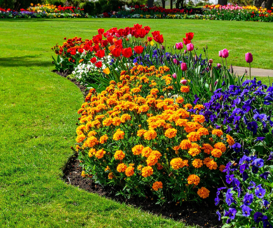 flower garden with colorful flower variety