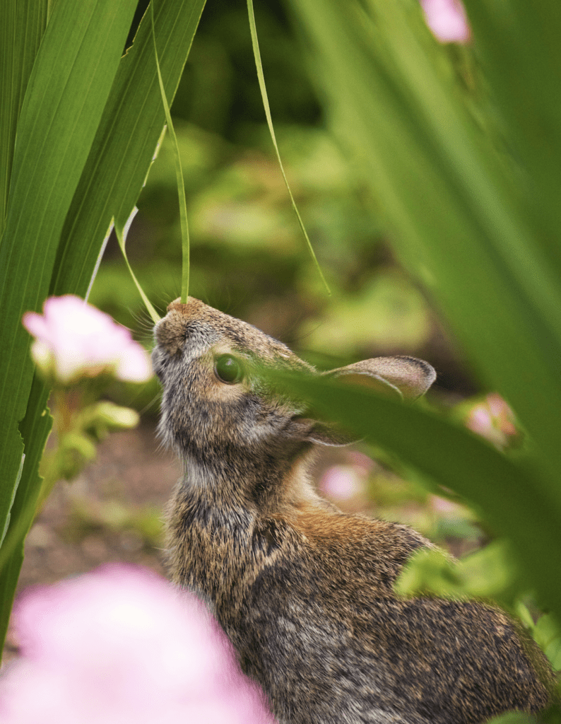 rabbit eating flower 