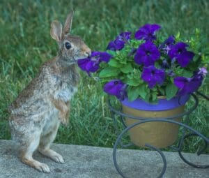 how to keep rabbits out of your yard