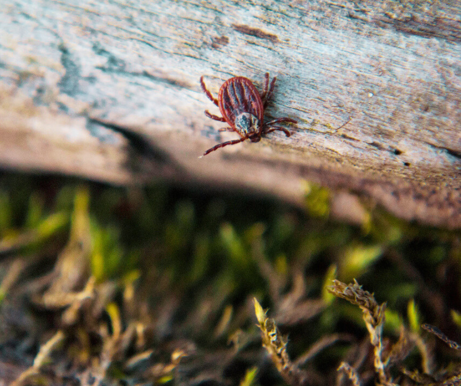 tick awareness, tick questing 