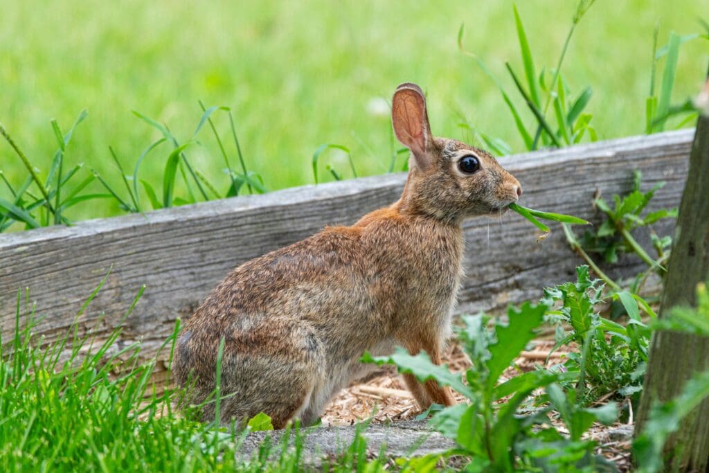 rabbit eating plant in garden