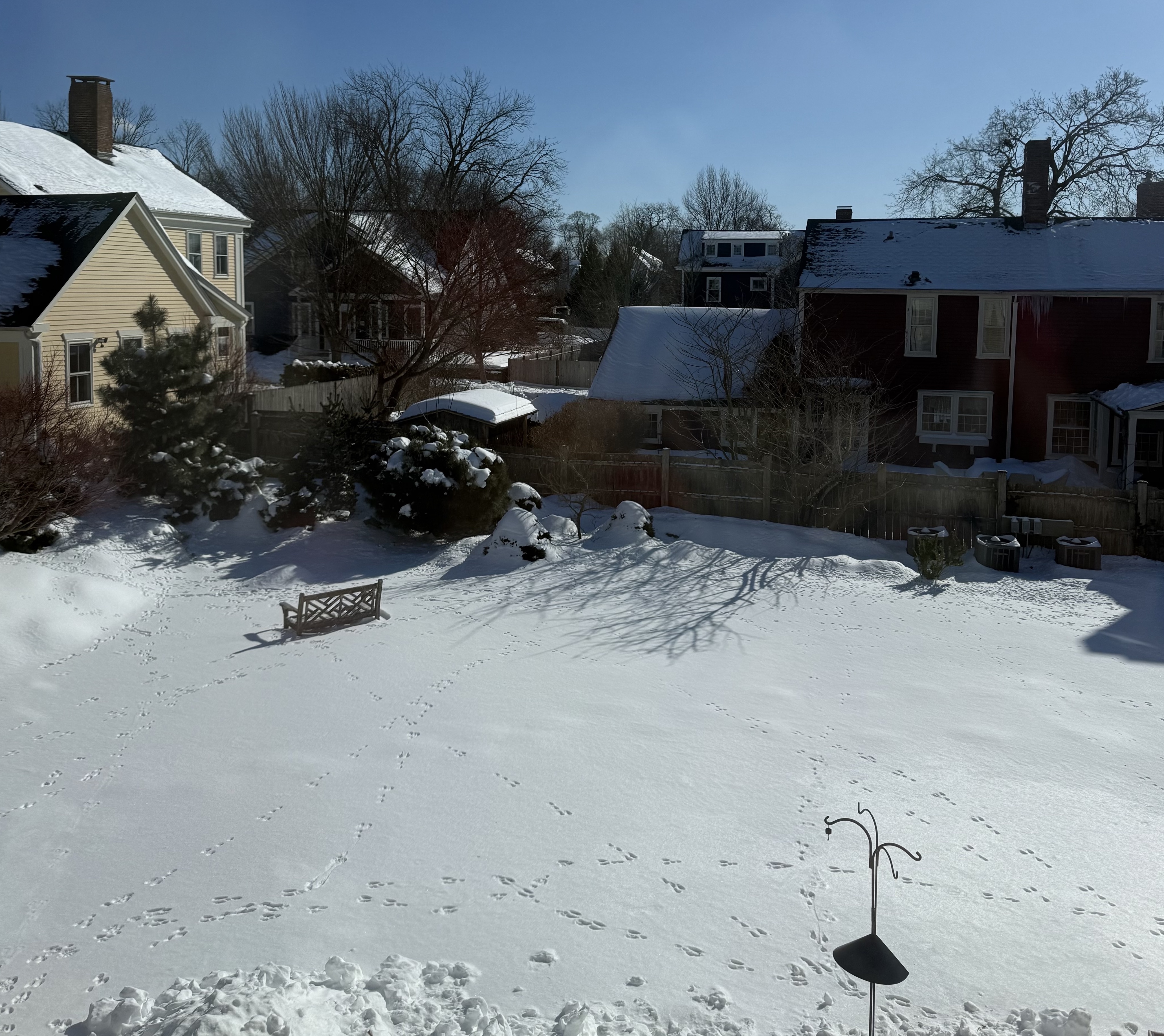 signs rabbits are eating your yard bunny tracks in the snow