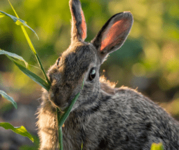 signs rabbits are eating your yard