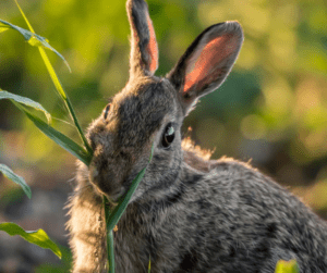 signs rabbits are eating your yard