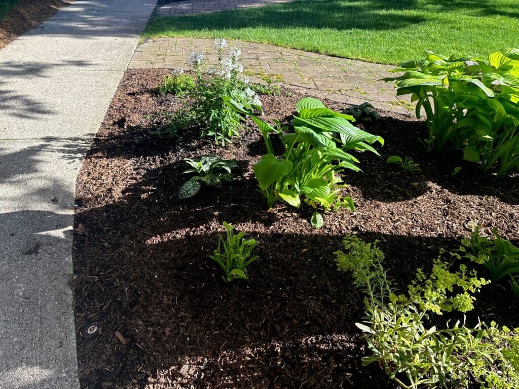 plants eaten by rabbits