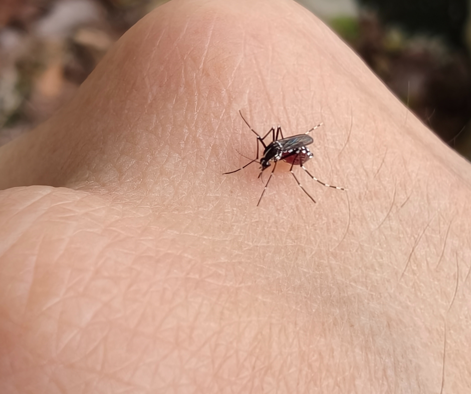 how to treat a mosquito bite mosquito biting hand 