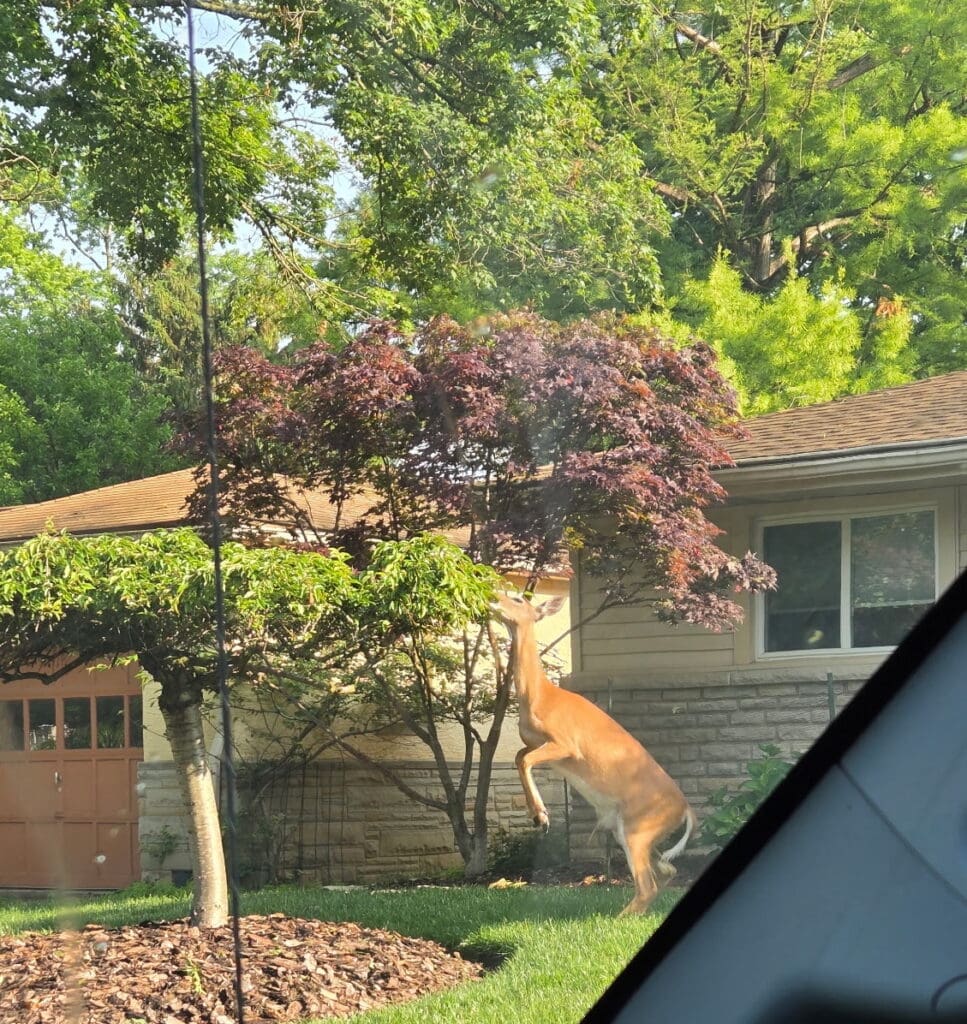 whitetail deer eating tree 
