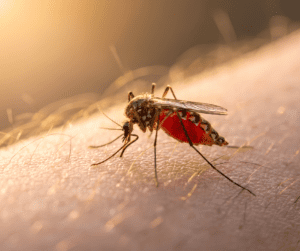 how to treat a mosquito bite