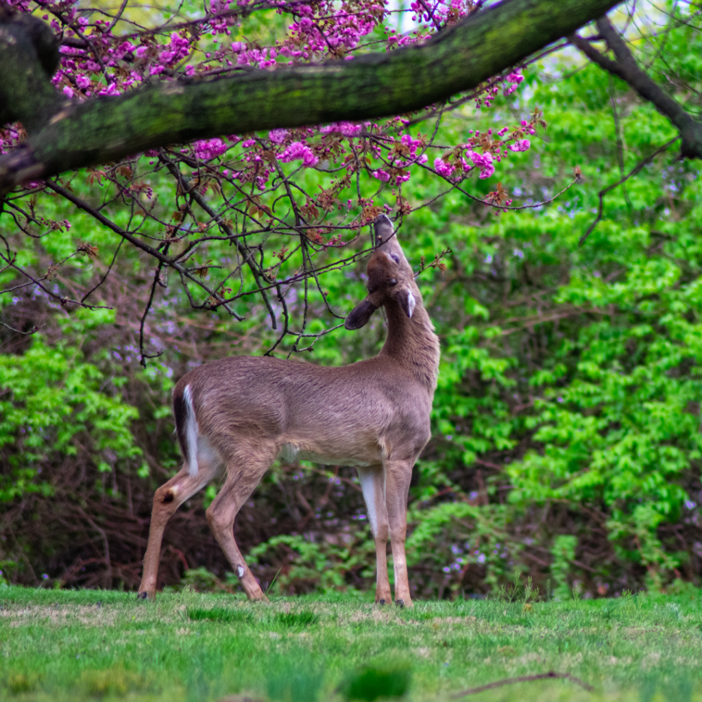 whitetail deer eating flowers off a tree 