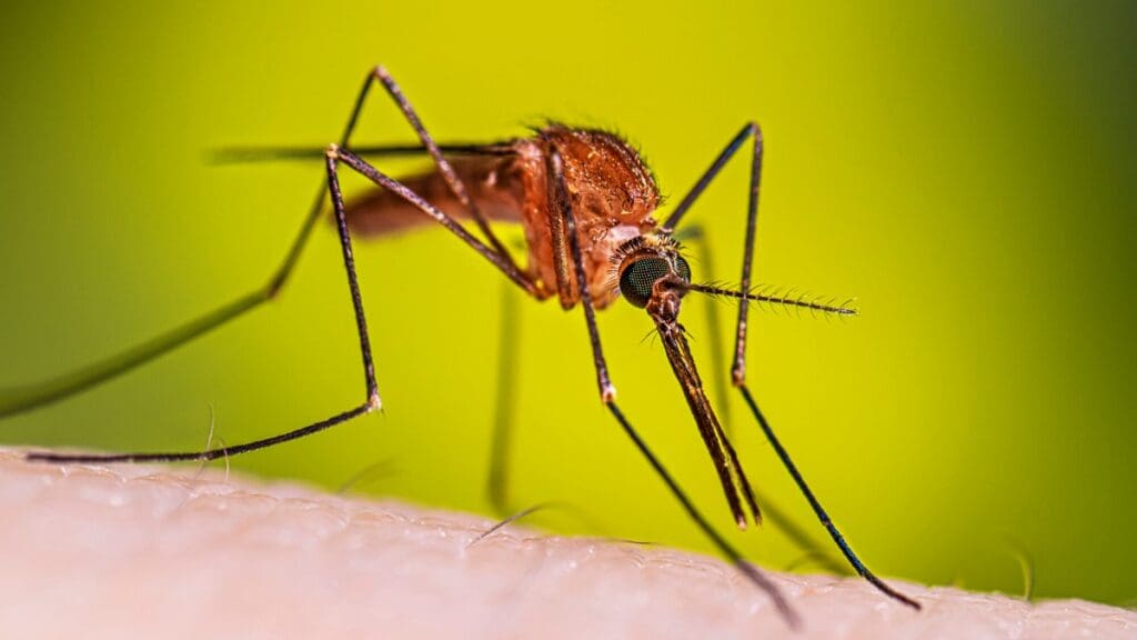 Anopheles Mosquito
